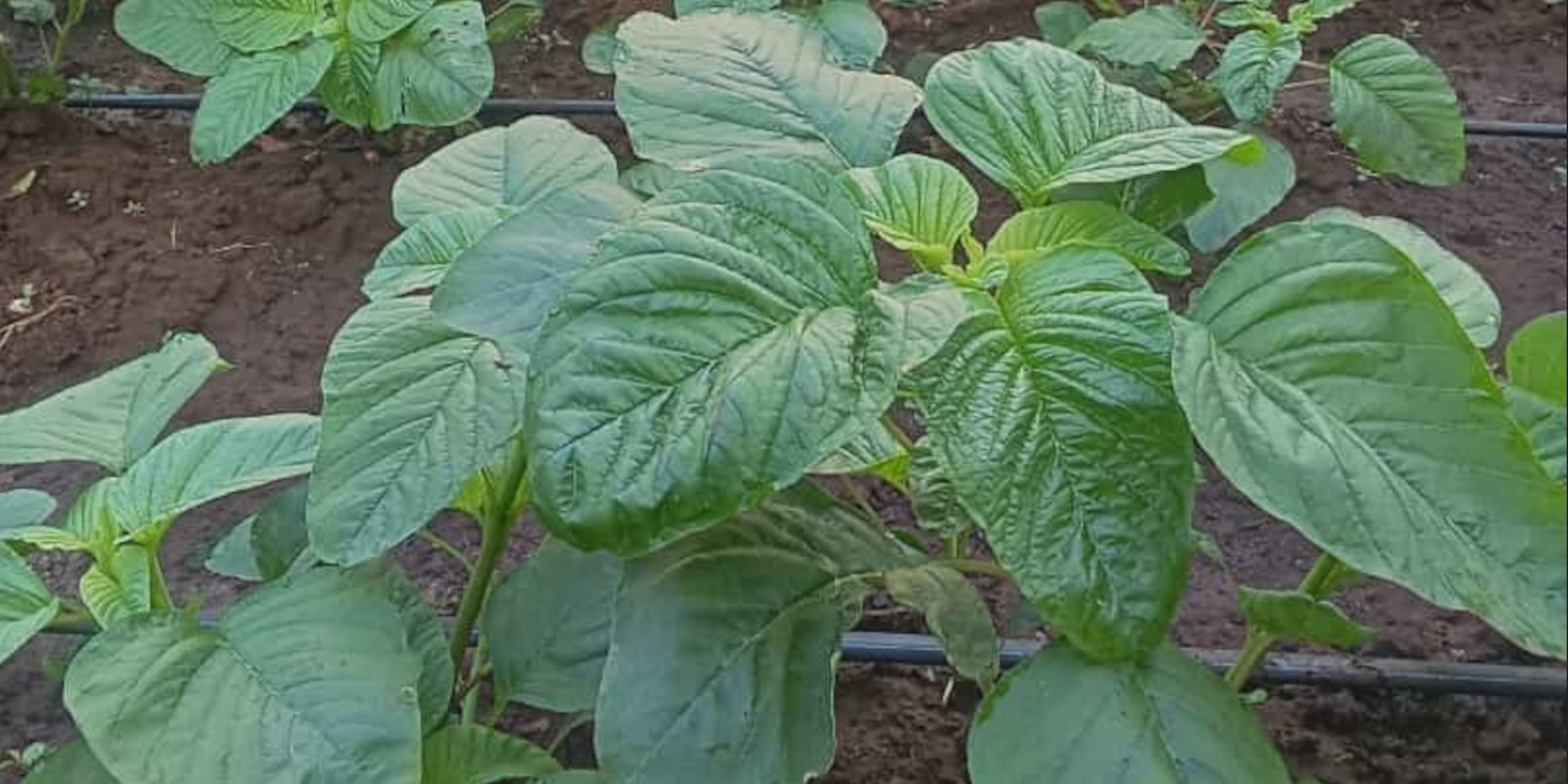 Farms, produce and value addition