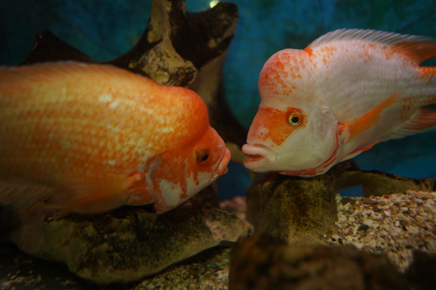 African Cichlids