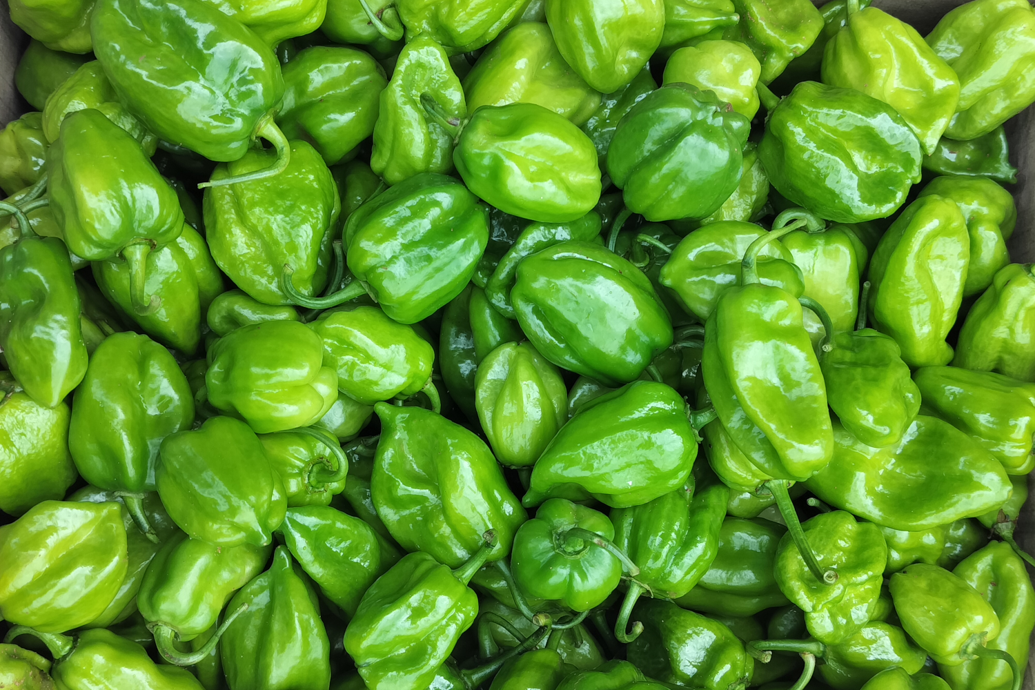 Habaneros